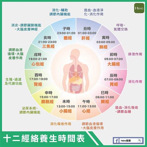 十二經絡養生時間表|人體經絡十二時辰對照表，選對時間，經絡養生事半功。